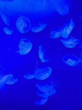 新江ノ島水族館に投稿された画像（2025/5/3）