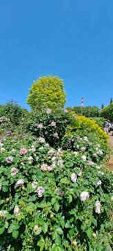 横浜イングリッシュガーデンに投稿された画像（2025/5/3）