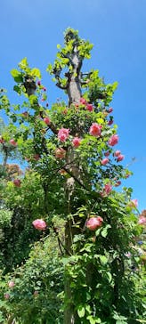 横浜イングリッシュガーデンに投稿された画像（2025/5/3）