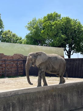 東武動物公園に投稿された画像（2025/5/3）
