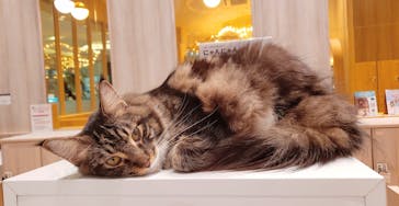 猫カフェモカ　イオンモール羽生店に投稿された画像（2025/5/3）