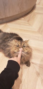 猫カフェモカ　イオンモール羽生店に投稿された画像（2025/5/3）