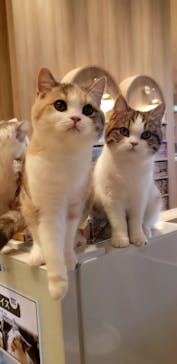 猫カフェモカ　イオンモール羽生店に投稿された画像（2025/5/3）