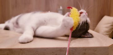 猫カフェモカ　イオンモール羽生店に投稿された画像（2025/5/3）