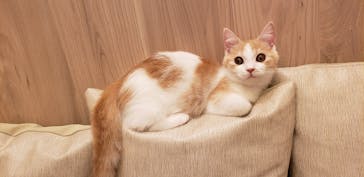 猫カフェモカ　イオンモール羽生店に投稿された画像（2025/5/3）