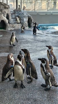 アクアワールド茨城県大洗水族館に投稿された画像（2025/5/3）