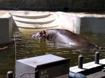 恩賜上野動物園に投稿された画像（2025/5/3）