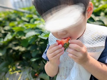 ICHIGOHOUSE.MITAKAに投稿された画像（2025/5/3）