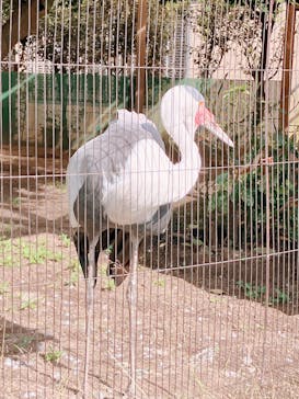 恩賜上野動物園に投稿された画像（2025/5/3）