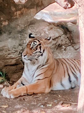 恩賜上野動物園に投稿された画像（2025/5/3）