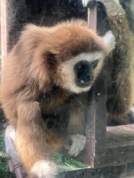 恩賜上野動物園に投稿された画像（2025/5/3）