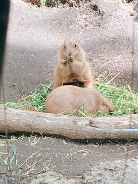恩賜上野動物園に投稿された画像（2025/5/3）