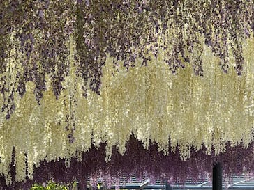 万博記念公園に投稿された画像（2025/5/3）