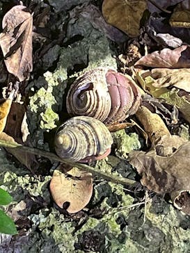 石垣島 ADVENTURE PiPi（イシガキジマアドベンチャーピピ）に投稿された画像（2025/5/3）