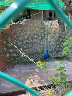 伊豆アニマルキングダムに投稿された画像（2025/5/3）