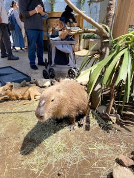 伊豆アニマルキングダムに投稿された画像（2025/5/3）