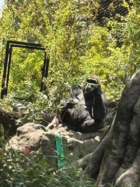 恩賜上野動物園に投稿された画像（2025/5/3）