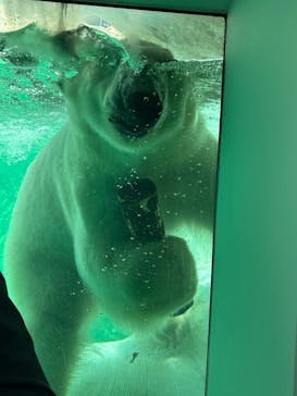 恩賜上野動物園に投稿された画像（2025/5/3）