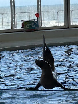 アクアワールド茨城県大洗水族館に投稿された画像（2025/5/3）