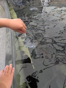 城崎マリンワールドに投稿された画像（2025/5/3）