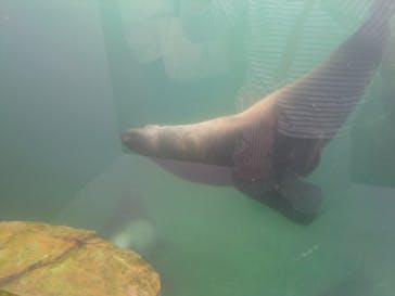 城崎マリンワールドに投稿された画像（2025/5/3）