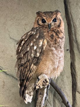 那須どうぶつ王国に投稿された画像（2025/5/3）