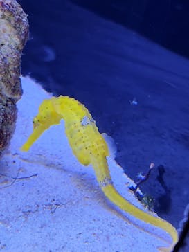 マクセル アクアパーク品川に投稿された画像（2025/5/3）