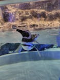すみだ水族館に投稿された画像（2025/5/3）