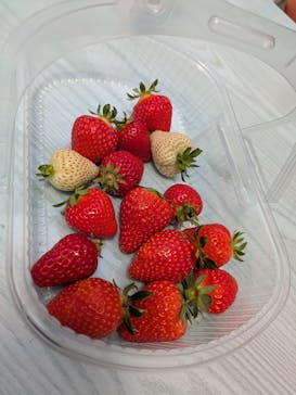 はなのかファームに投稿された画像（2025/5/3）