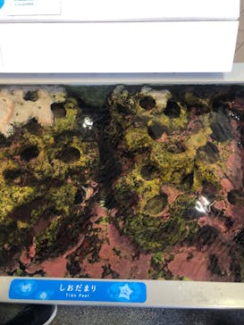 葛西臨海水族園に投稿された画像（2025/5/3）