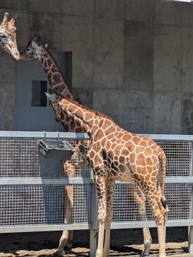 霞ケ浦 どうぶつとみんなのいえに投稿された画像（2025/5/3）