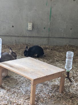 霞ケ浦 どうぶつとみんなのいえに投稿された画像（2025/5/3）