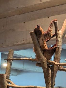 霞ケ浦 どうぶつとみんなのいえに投稿された画像（2025/5/3）