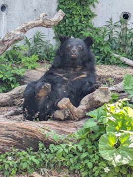 日立市かみね動物園に投稿された画像（2025/5/3）