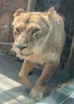 日立市かみね動物園に投稿された画像（2025/5/3）