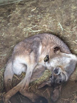 秋吉台自然動物公園 サファリランドに投稿された画像（2025/5/3）
