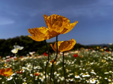 万博記念公園に投稿された画像（2025/5/3）