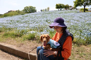 こうべアグリパークネモフィラの丘2025に投稿された画像（2025/5/3）