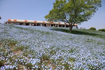 こうべアグリパークネモフィラの丘2025に投稿された画像（2025/5/3）