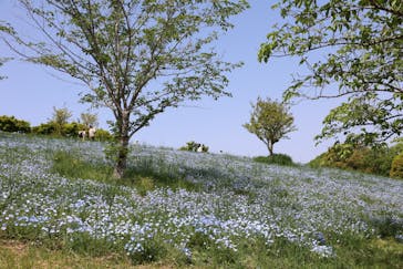 こうべアグリパークネモフィラの丘2025に投稿された画像（2025/5/3）