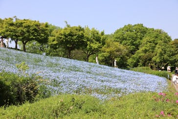 こうべアグリパークネモフィラの丘2025に投稿された画像（2025/5/3）