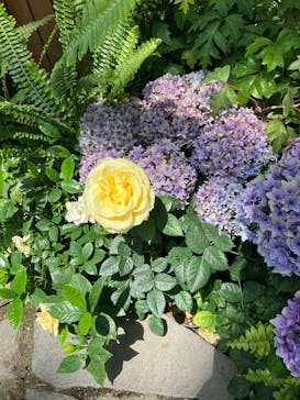 安城産業文化公園デンパークに投稿された画像（2025/5/3）