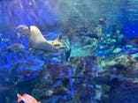 大分マリーンパレス水族館 「うみたまご」に投稿された画像（2025/5/3）