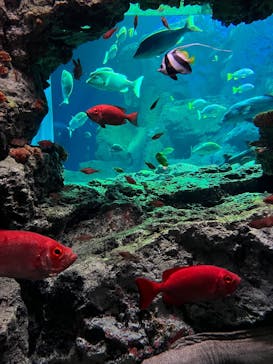 大分マリーンパレス水族館 「うみたまご」に投稿された画像（2025/5/3）