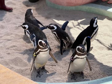 大分マリーンパレス水族館 「うみたまご」に投稿された画像（2025/5/3）