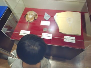 福井県立恐竜博物館に投稿された画像（2025/5/3）