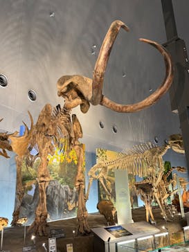 福井県立恐竜博物館に投稿された画像（2025/5/3）