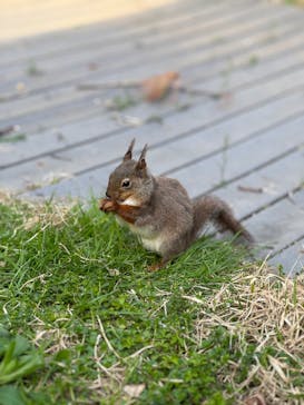 那須どうぶつ王国に投稿された画像（2025/5/3）