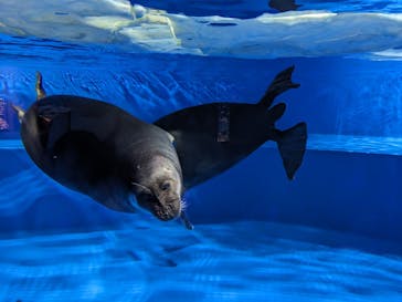 サンシャイン水族館に投稿された画像（2025/5/3）