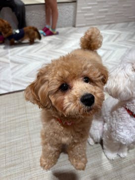 いぬカフェRio 池袋店に投稿された画像（2025/5/3）